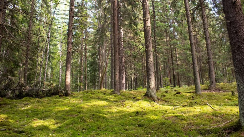 Explore a tranquil forest with lush green moss and towering trees.