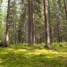 Explore a tranquil forest with lush green moss and towering trees.