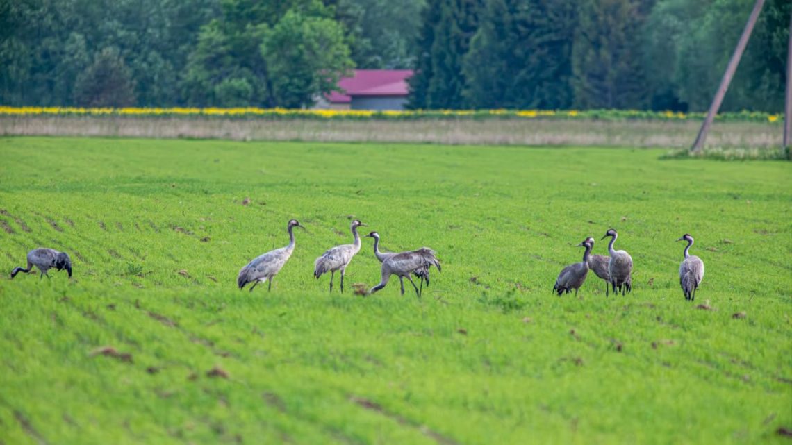 A group of common cranes (Grus grus) standing in a lush meadow in Estonia.