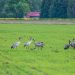 A group of common cranes (Grus grus) standing in a lush meadow in Estonia.